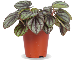 Peperomia piccolo (Zwergpfeffer) (XS)
