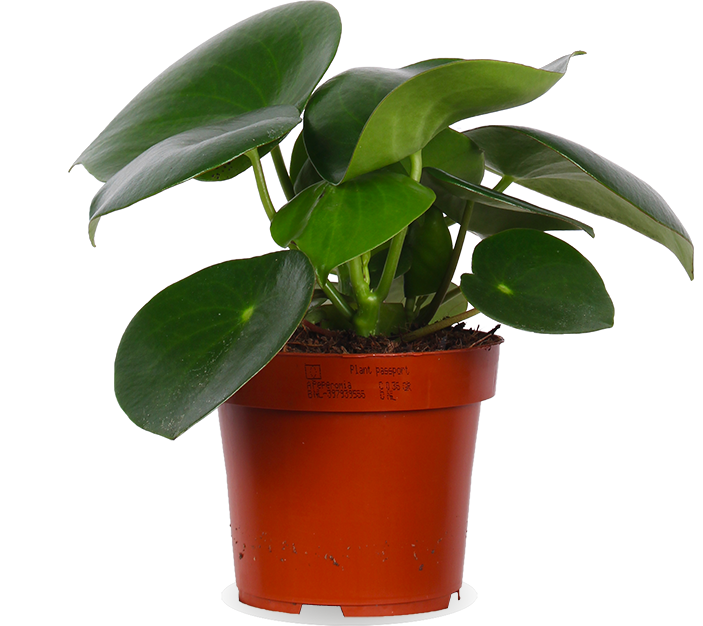 Peperomia polybotrya "raindrop" (Zwergpfeffer) (S)