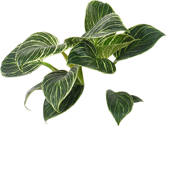 Philodendron Birkin (Baumfreund) kaufen? | Cardi