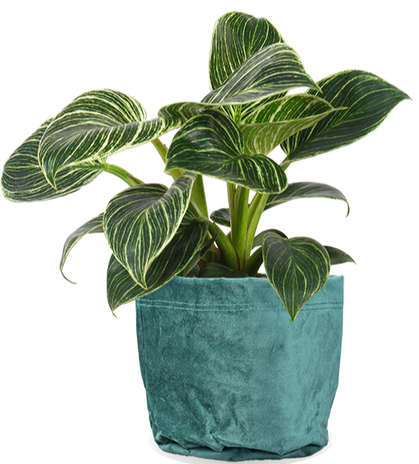Philodendron birkin (Baumfreund) (S)