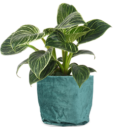 Philodendron birkin (Baumfreund) (S)