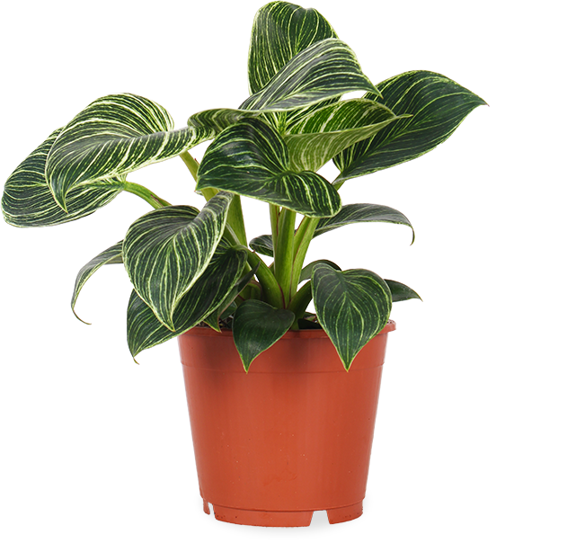 Philodendron birkin (Baumfreund) (S)