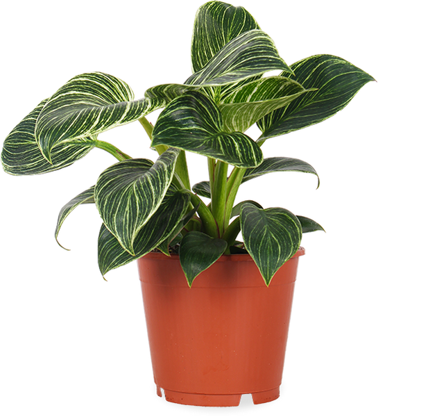 Philodendron Birkin (Baumfreund) kaufen? | Cardi