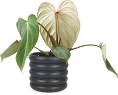 Philodendron Gloriosum