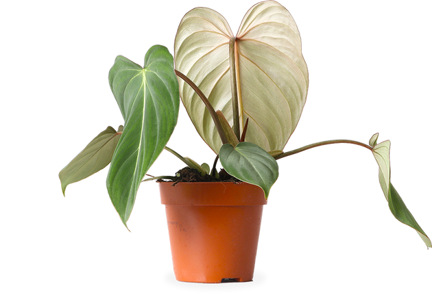 Philodendron Gloriosum