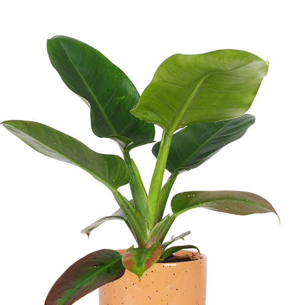 Philodendron Imperial Green (Baumfreund) kaufen? | Adonis | Plantsome