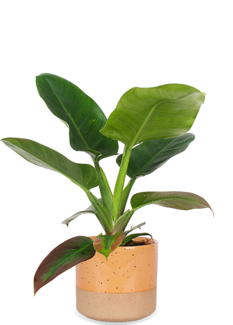 Philodendron imperial green (Baumfreund) (M)
