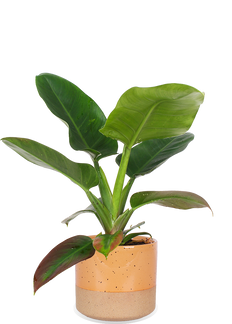 Philodendron imperial green (Baumfreund) (M)