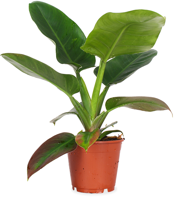 Philodendron Imperial Green (Baumfreund) kaufen? | Adonis