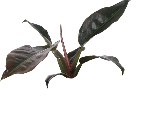Philodendron Imperial Red (Baumfreund) kaufen? | Emily