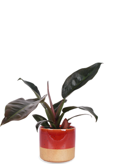 Philodendron imperial red (Baumfreund) (M)