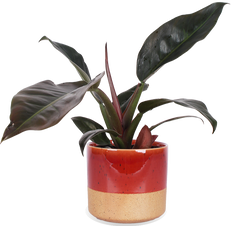 Philodendron imperial red (Baumfreund) (M)