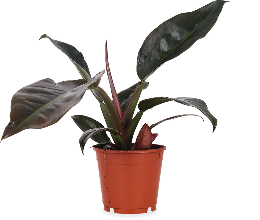Philodendron imperial red (Baumfreund) (M)