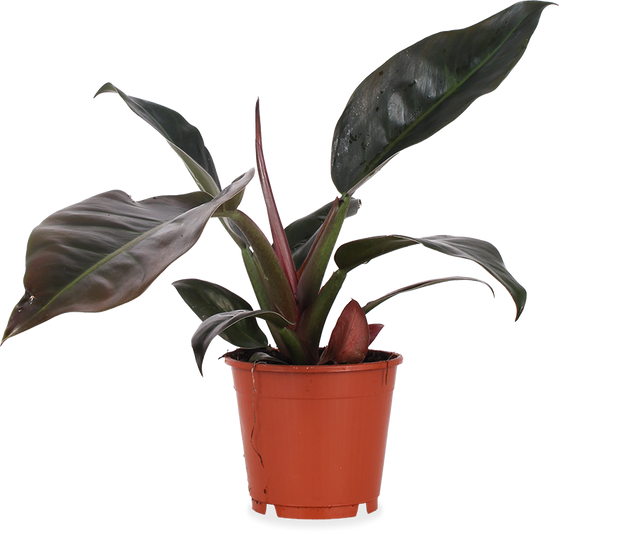 philodendron baumfreund kaufen Philodendron Imperial Red (Baumfreund) kaufen? | Emily