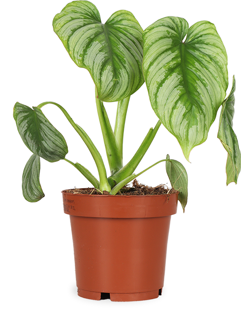 Philodendron mamei (Baumfreund) (S) – Plantsome
