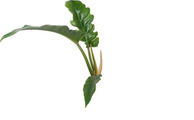 Philodendron Narrow (Baumfreund) kaufen? | Jonas