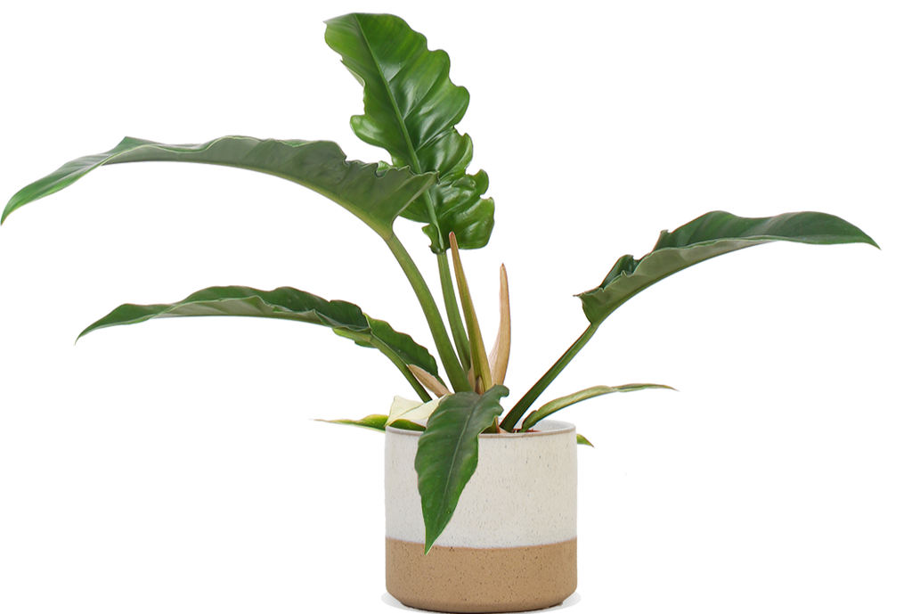 Philodendron Narrow (Baumfreund) kaufen? | Jonas