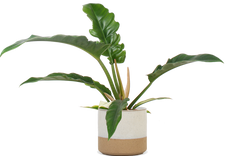 Philodendron narrow (Baumfreund) (S)