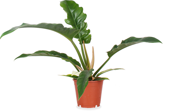 Philodendron Narrow (Baumfreund) kaufen? | Jonas