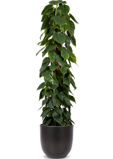 Verpflegung Philodendron (Baumfreund) | Plantsome