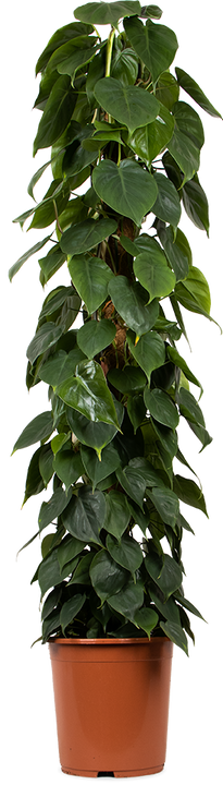 Philodendron scandens (Kletter-Philodendron) (XL)
