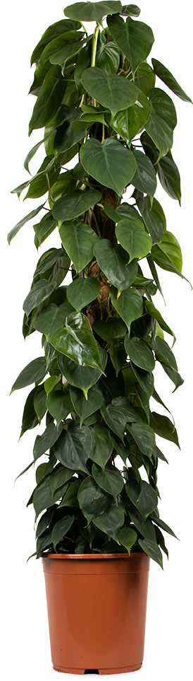 Philodendron scandens (XL) kaufen
