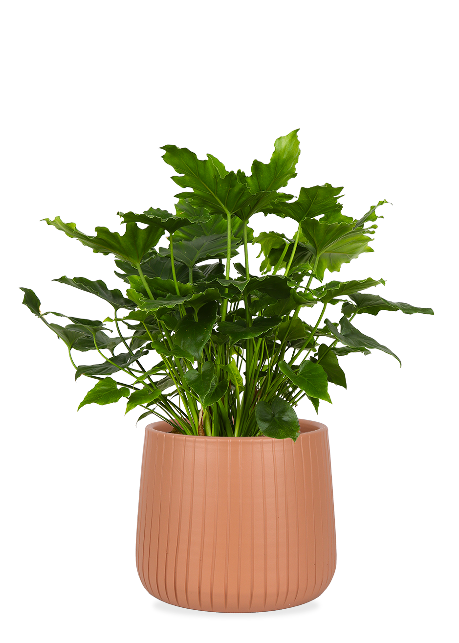 Philodendron shangri-la (Baumfreund) kaufen? | Carmen