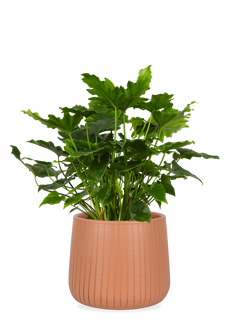 Philodendron shangri-la (Baumfreund)