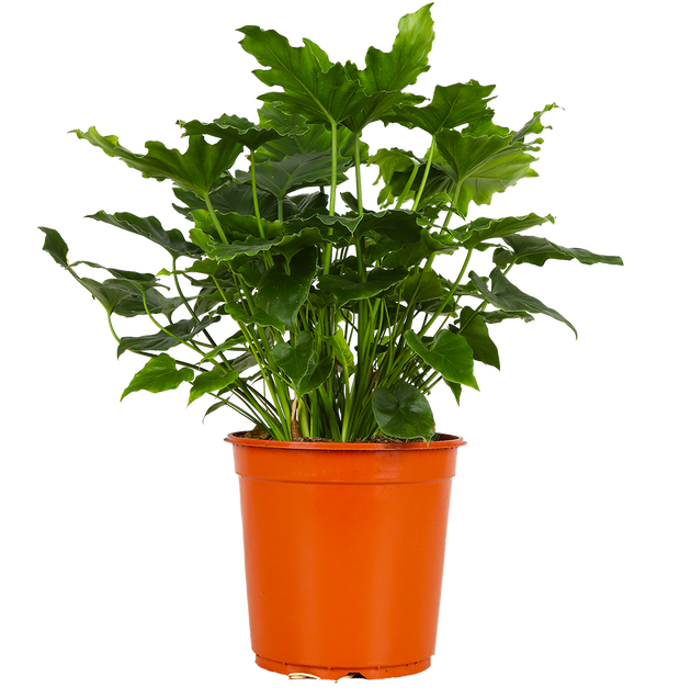 Philodendron shangri-la (Baumfreund) kaufen? | Carmen