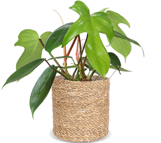 Philodendron Florida Green (Baumfreund) (S)