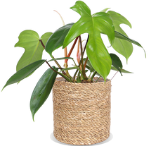 Philodendron Florida Green (Baumfreund) (S)