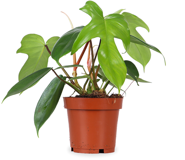 Philodendron Florida Green (Baumfreund) kaufen