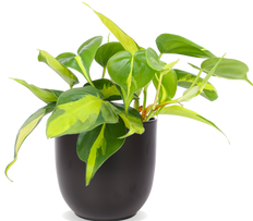 growing goji berry plants Goji Berry
