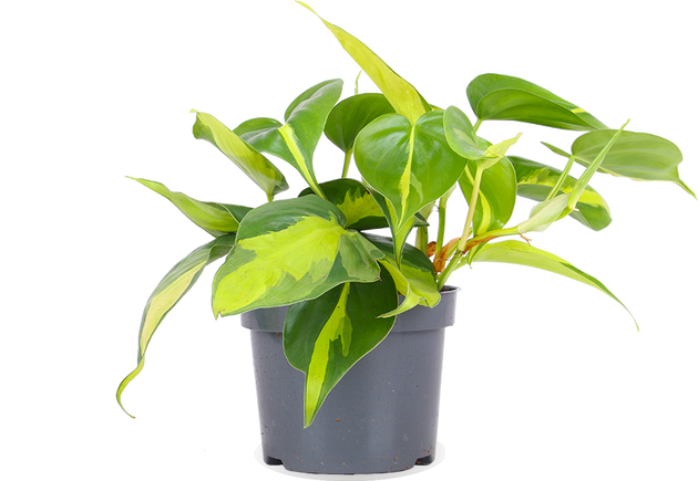 kletter-philodendron pflege Philodendron Scandens 'Brasil' (Kletter-Philodendron) (S) kaufen? | Miguel