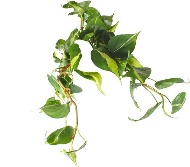 kletternder philodendron giftig Philodendron Scandens 'Brasil' (Kletter-Philodendron) (M) kaufen? | Miguel