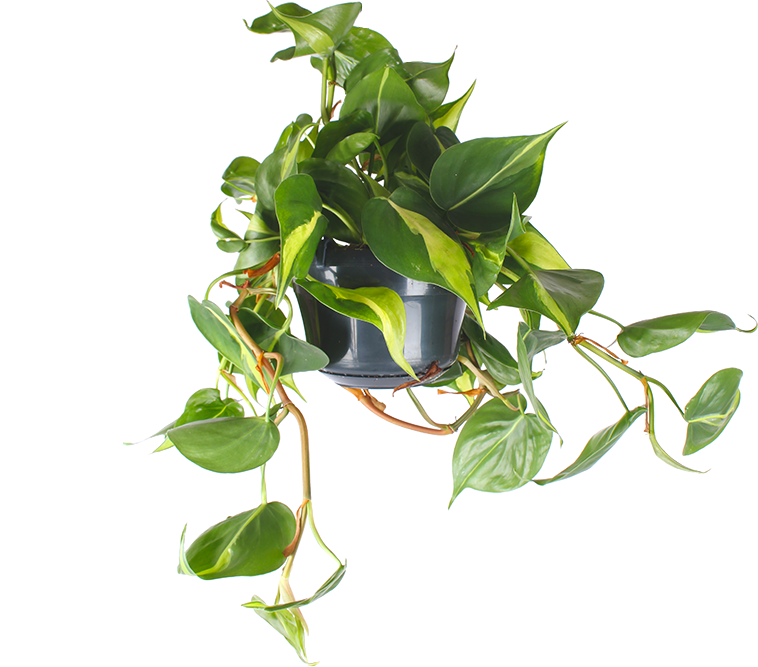 Philodendron Scandens 'Brasil' (Kletter-Philodendron) (M) kaufen? | Miguel  | Plantsome