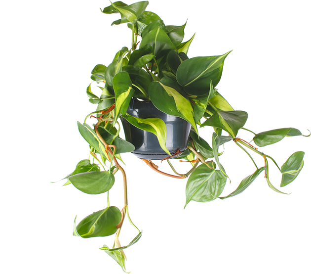 Philodendron Scandens 'Brasil' (Kletter-Philodendron) (M) kaufen? | Miguel 