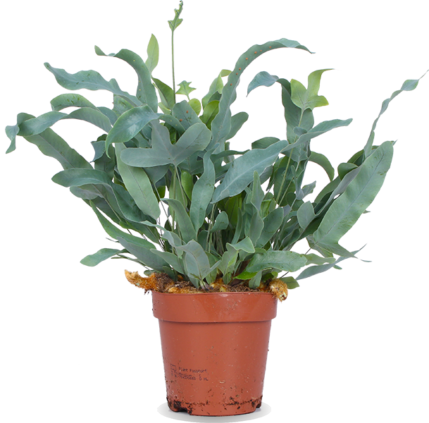 Phlebodium blue star (Goldtüpfel-Farn "Blue Star") (S)