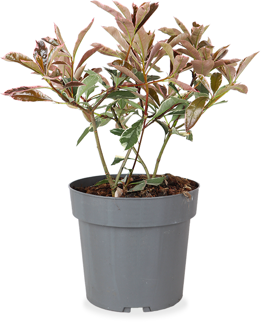 Photinia fraseri (Glanzmispel) kaufen | Marre
