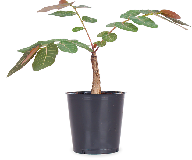 Phyllanthus mirabilis