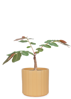 Phyllanthus mirabilis