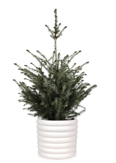 Picea omorokia (Weihnachtsbaum)