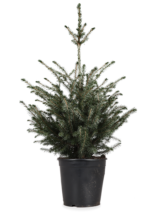 Picea omorokia (Weihnachtsbaum)