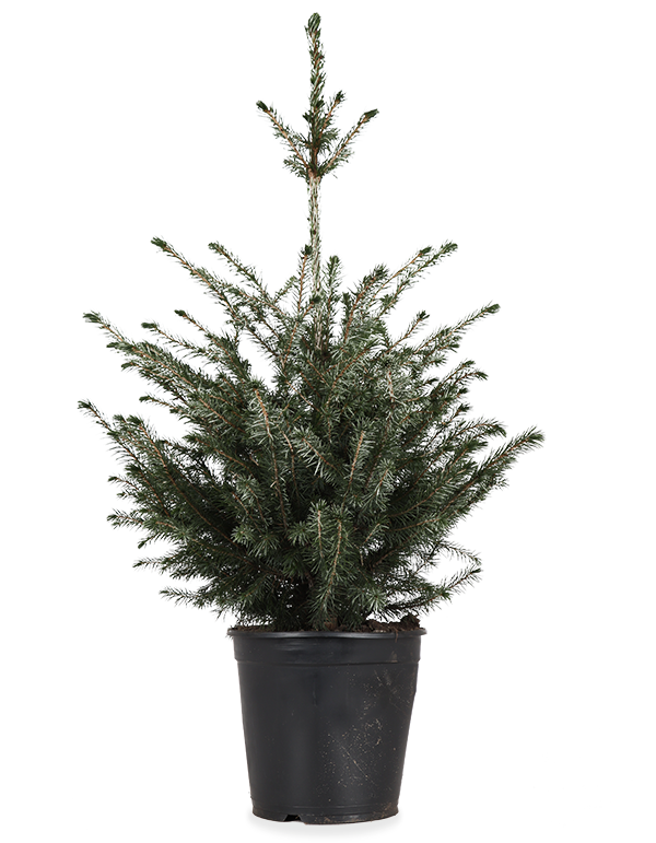 Picea omorokia (Weihnachtsbaum) kaufen? | Santos