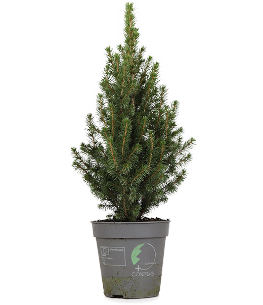Picea perfecta (Weihnachtsbaum)