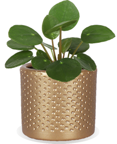 Pilea peperomioides (Glückstaler) (XS)