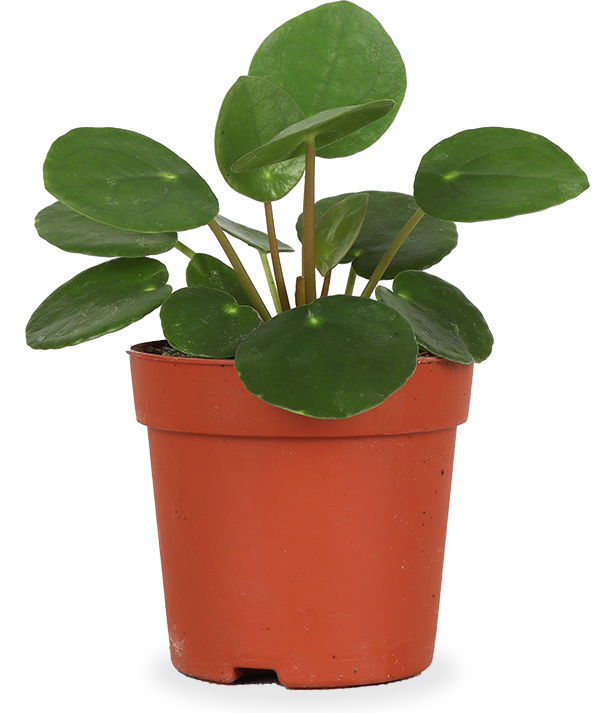 glückstaler zimmerpflanze Pilea peperomioides (Glückstaler) (XS) – Plantsome