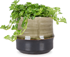 Pilea depressa (Kanonierblume) (XS)