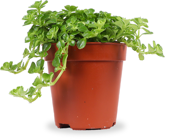 Pilea depressa (Kanonierblume) (XS)