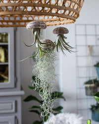 inspiratie-1